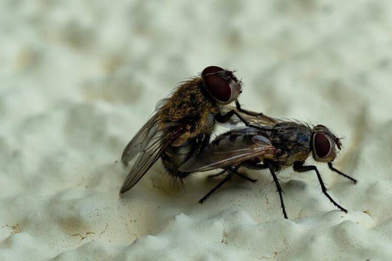 eliminate drain fly infestations