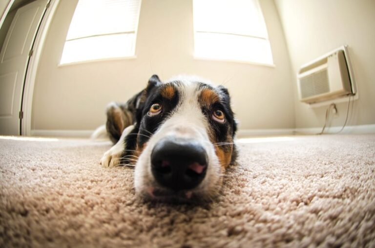 eliminate pet odors effectively